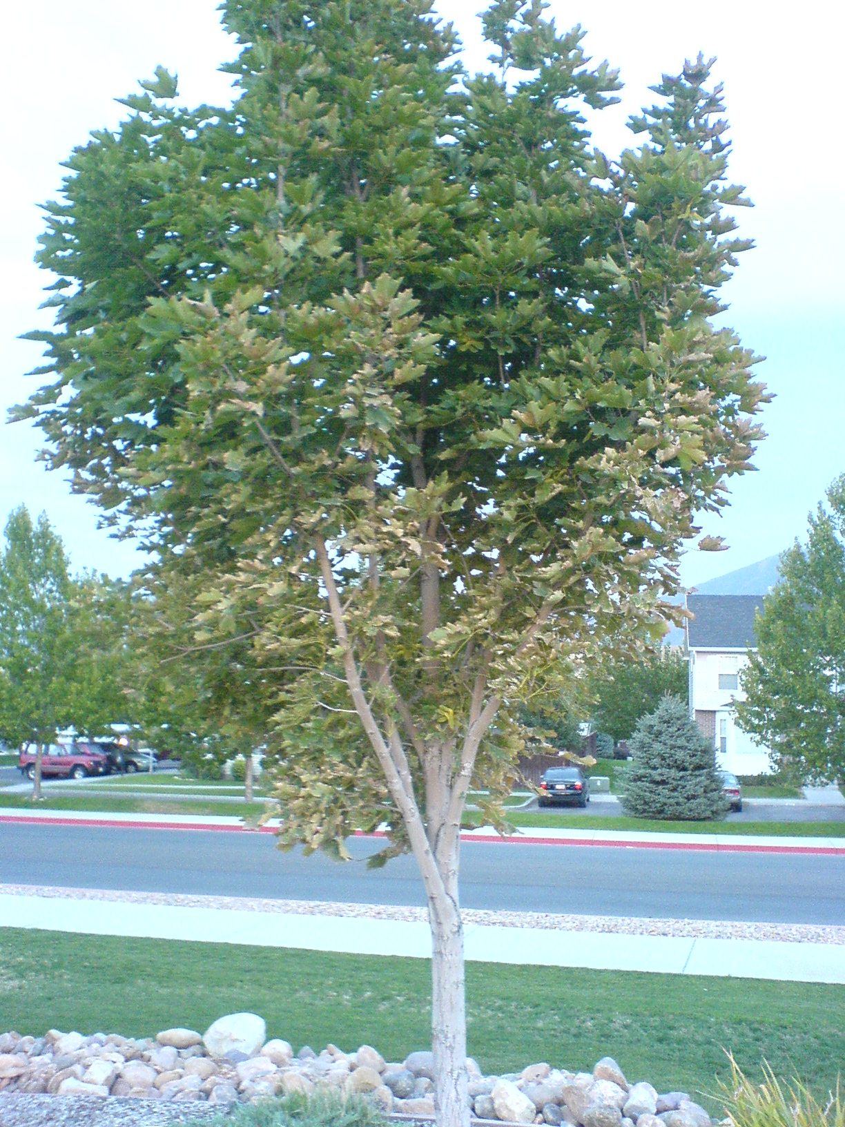 Norway Maple