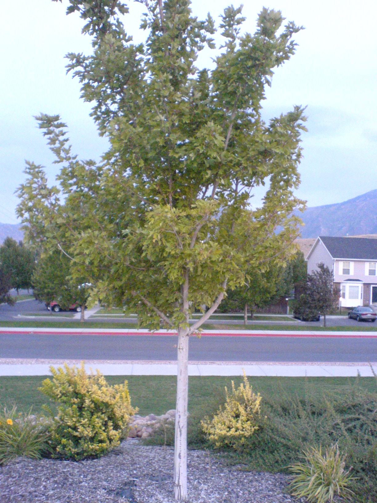 Silver Maple
