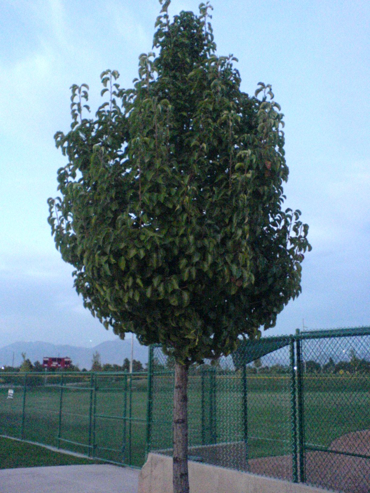 common chokecherry