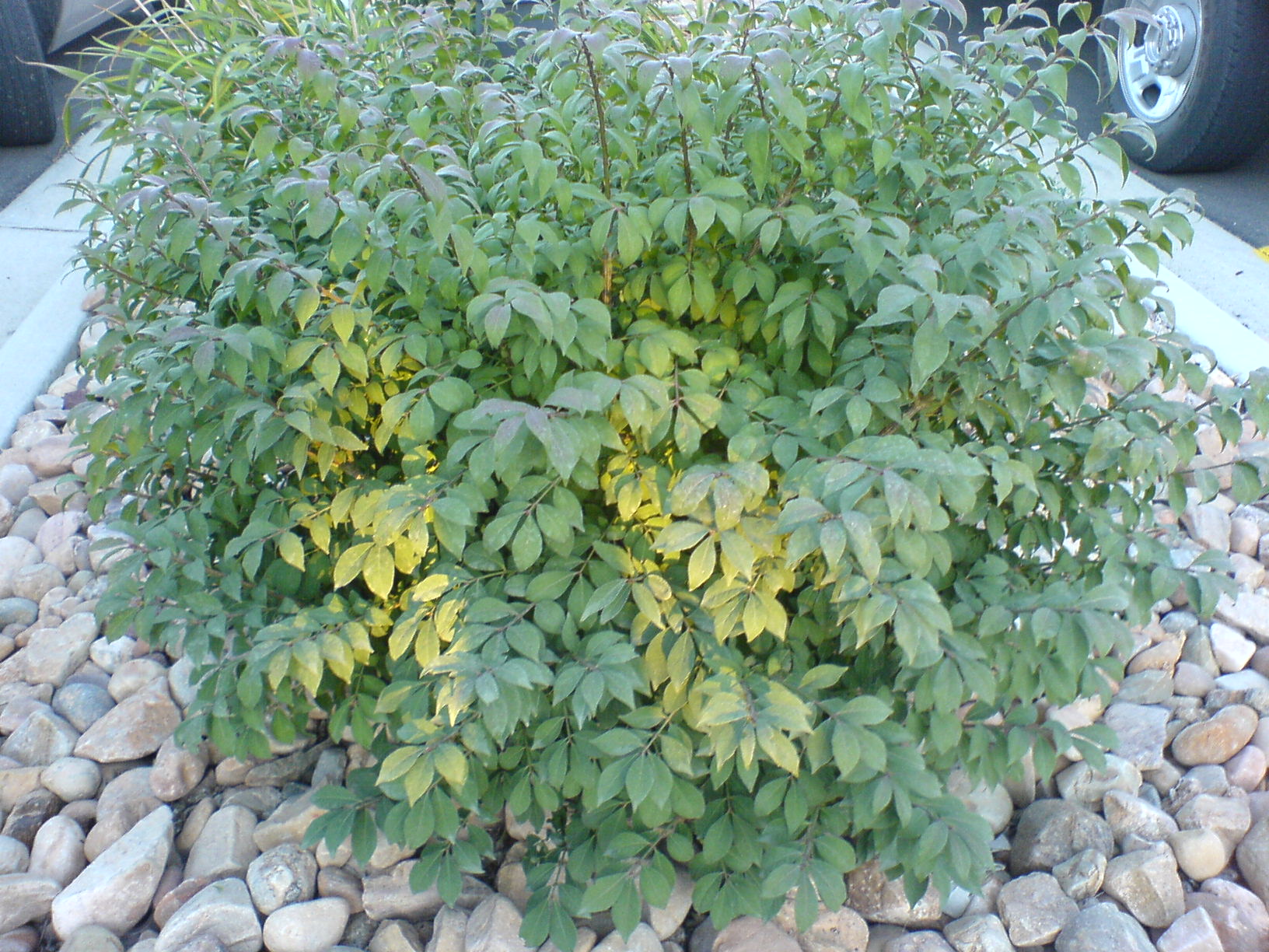 Euonymus