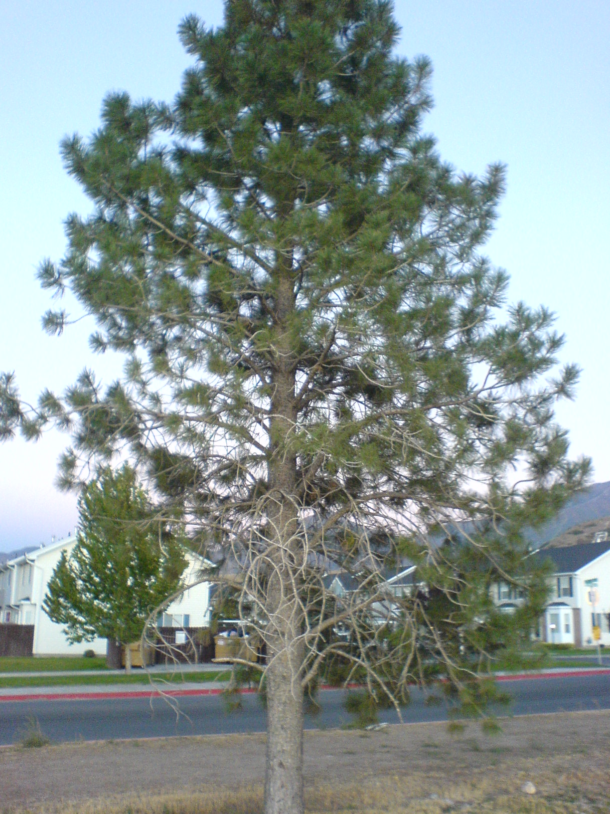Ponderosa Pine