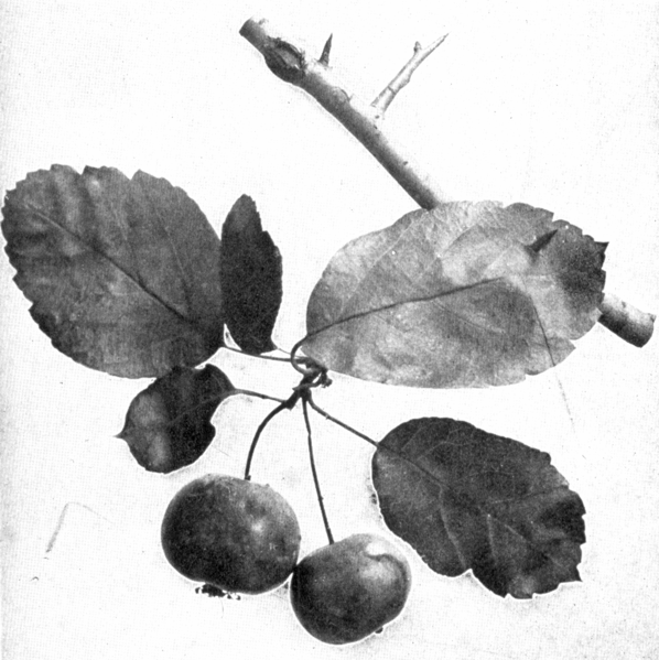 crab apple